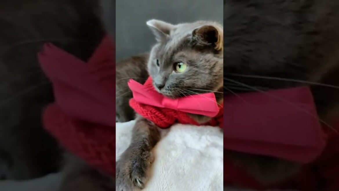KORAT CAT #shorts #fyp #funnyvideo