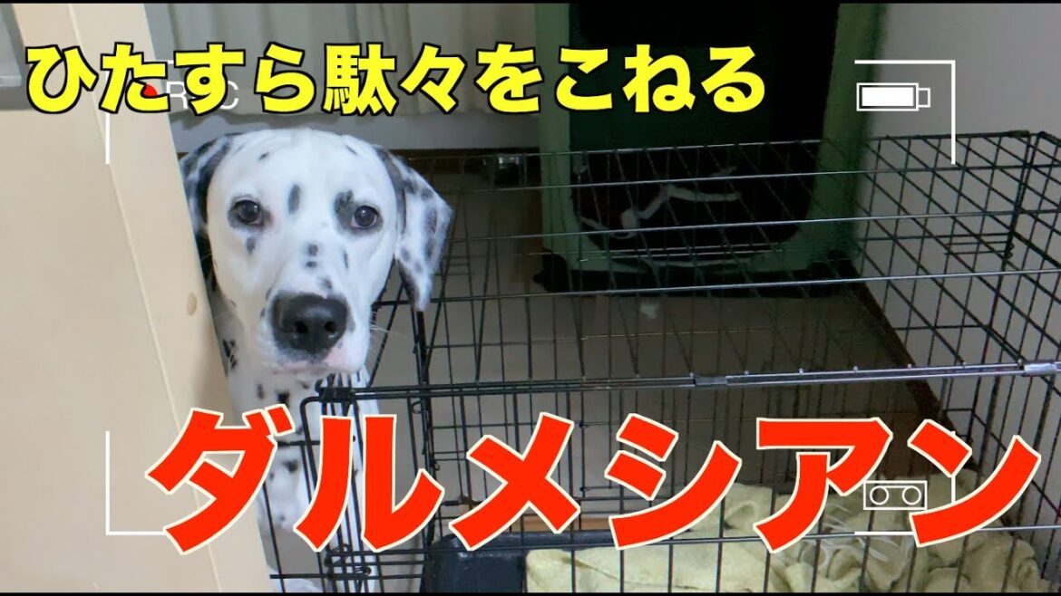 かまって欲しいと駄々をこねるダルメシアンが可愛すぎた かまって欲しいと駄々をこねるダルメシアンが可愛すぎた