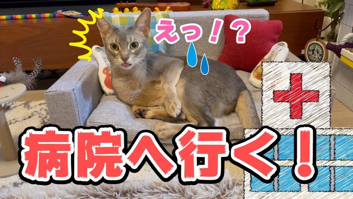 2022年定期健診に行く猫アビたん♡