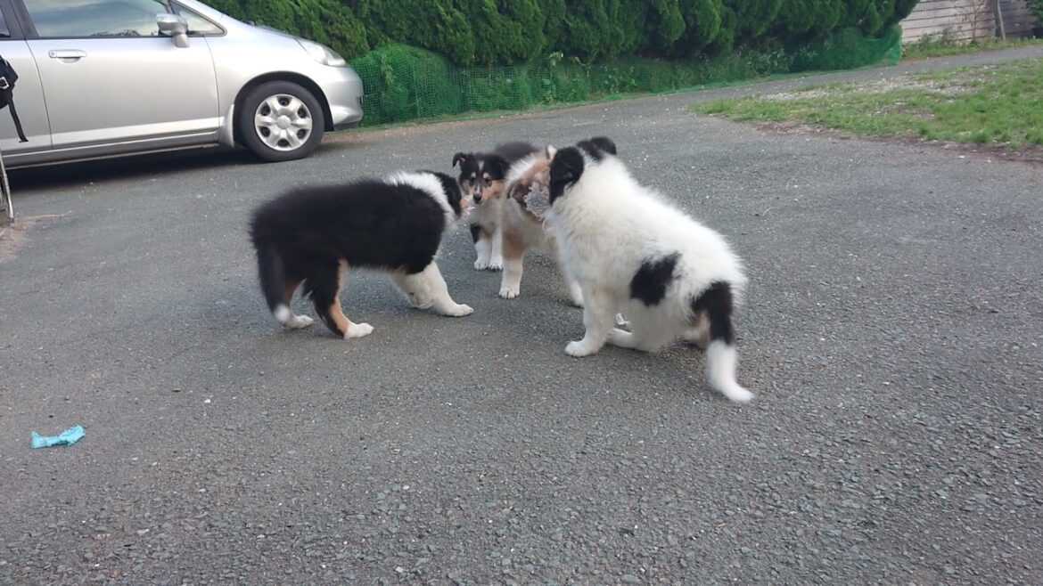 ラフコリーMotherlakecollies　ミコの子　生後60日プチプチ20211027