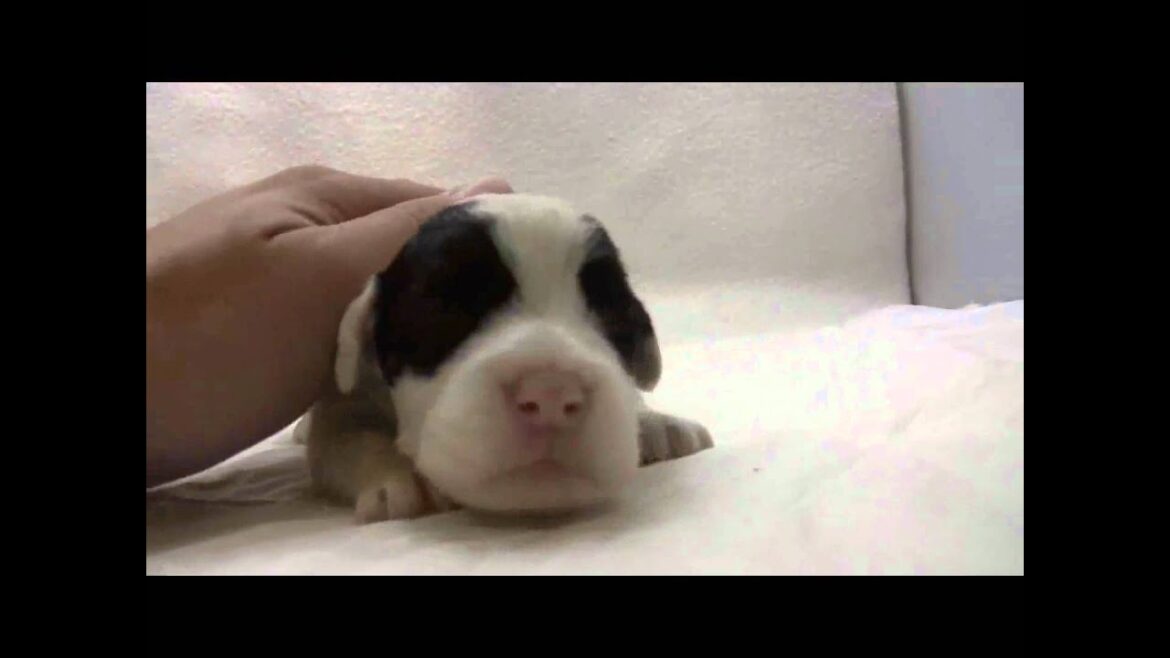 シーリハムテリアの子犬