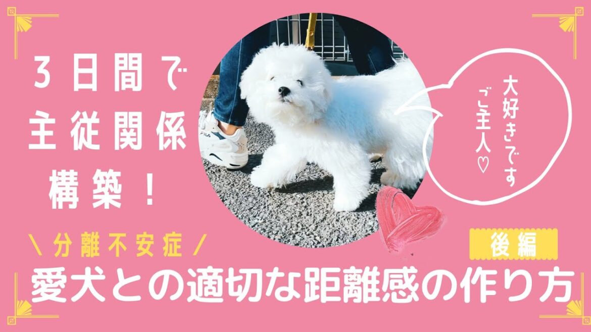 【しつけ】分離不安症のビションフリーゼの子犬との適切な距離感の作り方(後編)