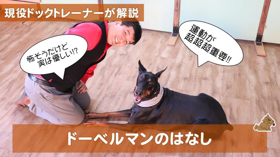 怖そうだけど実は優しい!?ドーベルマンの話 どんな犬?特徴は?飼い方は?現役ドッグトレーナーがお教えします!(Doberman) 怖そうだけど実は優しい!?ドーベルマンの話 どんな犬?特徴は?飼い方は?現役ドッグトレーナーがお教えします!(Doberman)