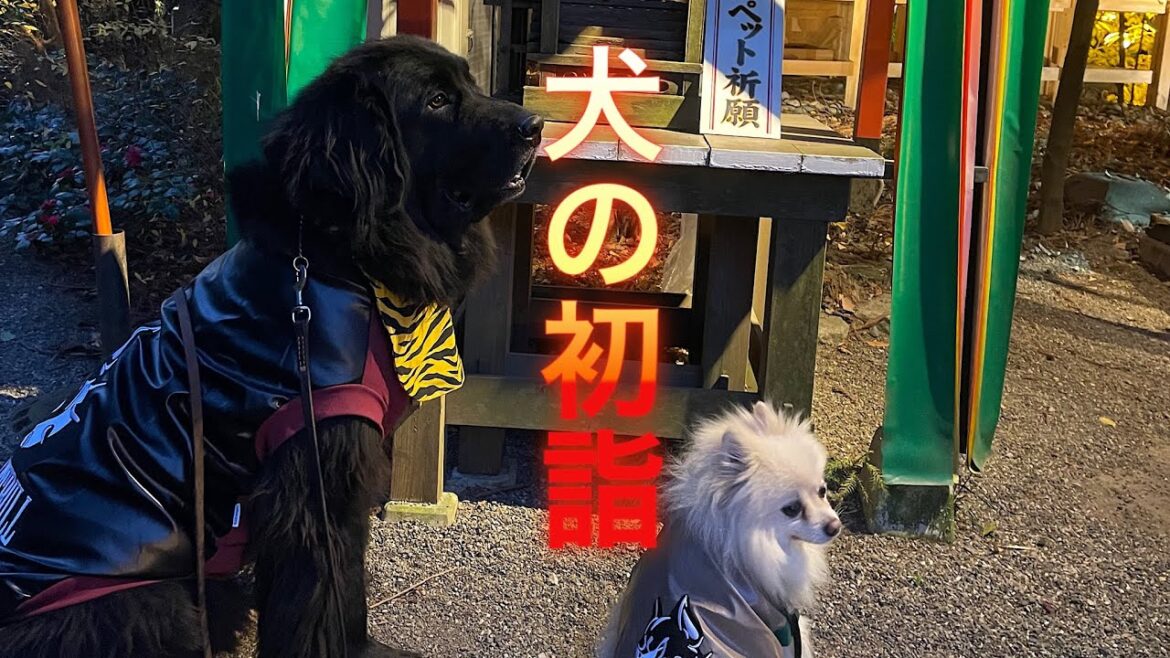 犬の初詣♪#ニューファンドランド #ポメラニアン #冠稲荷神社 犬の初詣♪#ニューファンドランド #ポメラニアン #冠稲荷神社