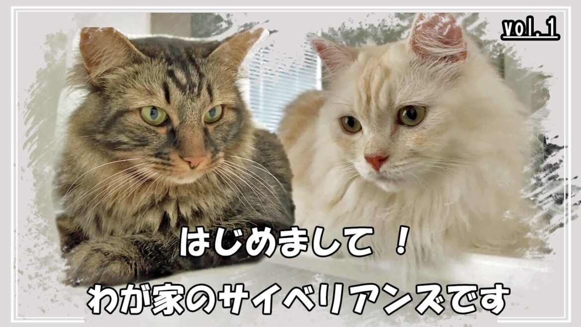 【vol.1】 はじめまして！わが家のサイベリアンズです！
