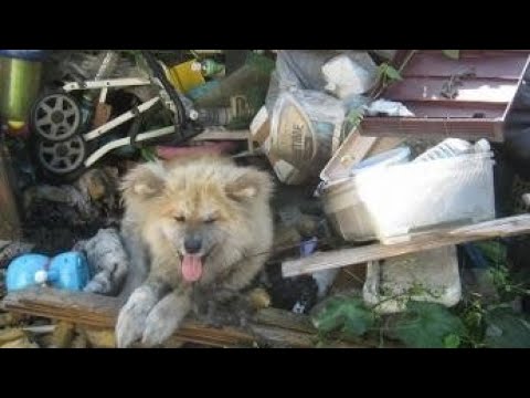 秋田犬 大吉くんの過去・・・・Dog Rescue A&R 秋田犬 大吉くんの過去・・・・Dog Rescue A&R