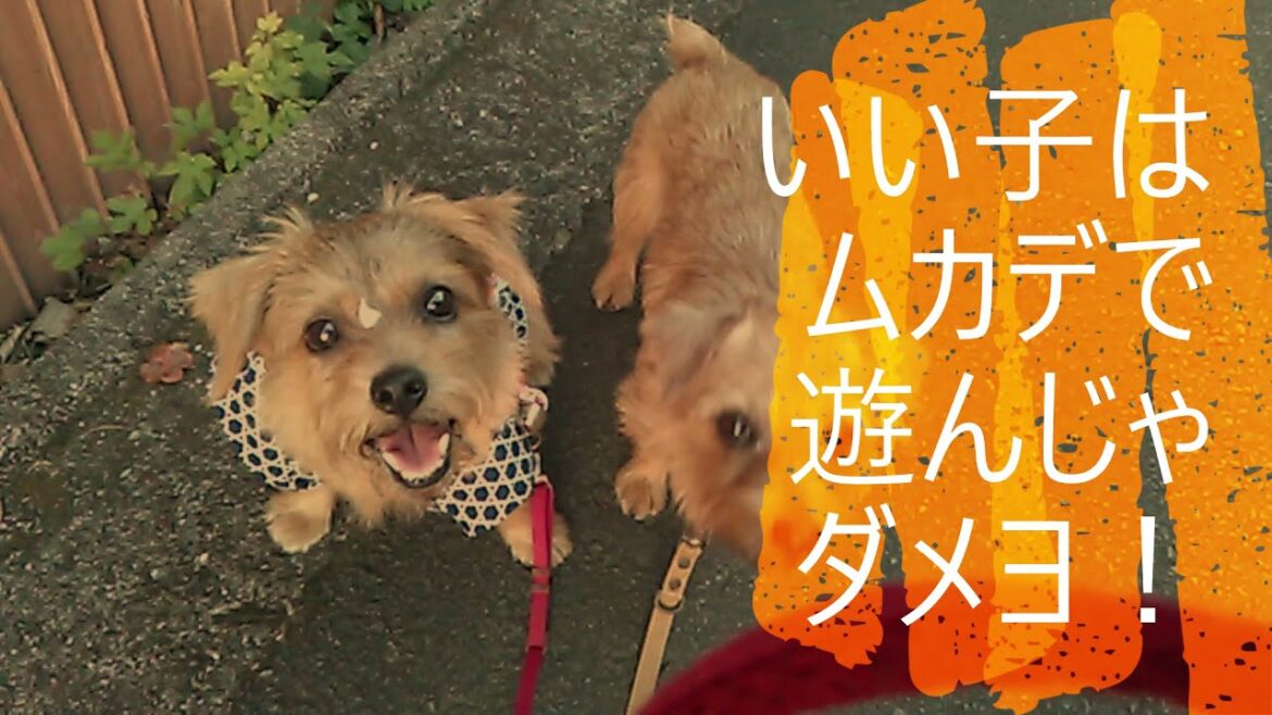 【ノーフォークテリア】ホームセンターへ買い物