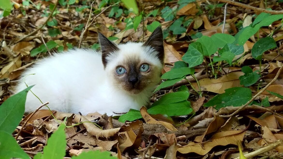超可愛いシャム猫風野良子猫に接近した結果❕ As a result of approaching super cute Siamese cat wind kitten 超可愛いシャム猫風野良子猫に接近した結果❕ As a result of approaching super cute Siamese cat wind kitten