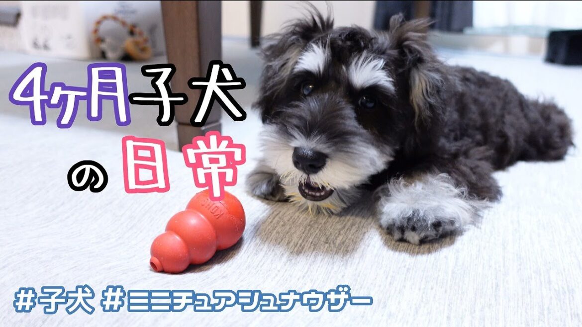 【生後４ヶ月】子犬の日常【ミニチュアシュナウザー子犬まろちゃん】