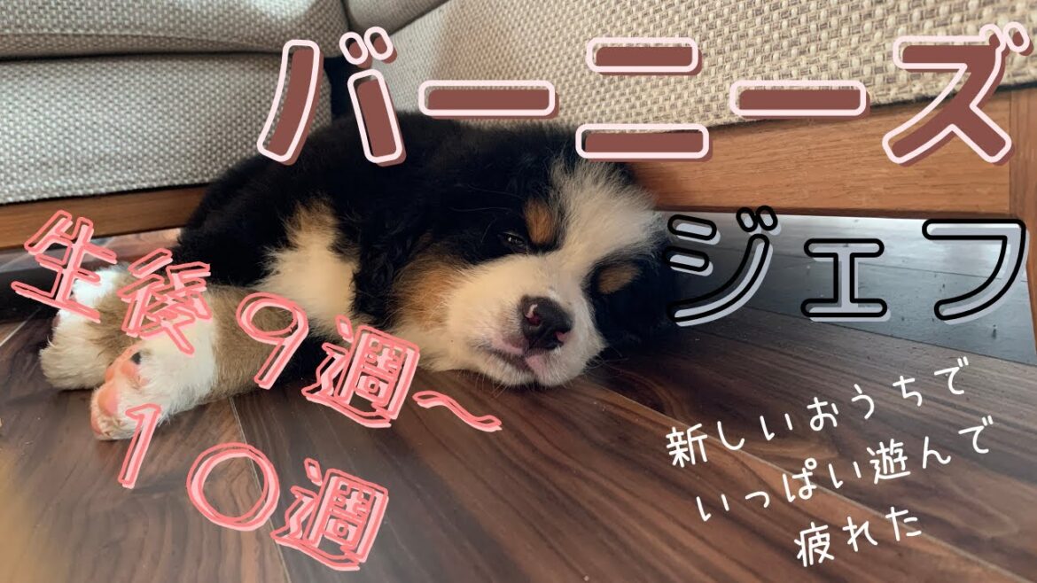 【バーニーズマウンテンドッグ】9週 わが家にやってきた！