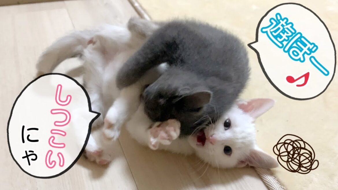 【保護猫銀太】猫社会を知らない子猫のスキンシップがひどすぎる・・・