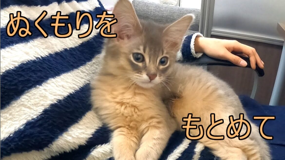甘える子猫のあざとさと破壊力が天上級【ソマリブルー】