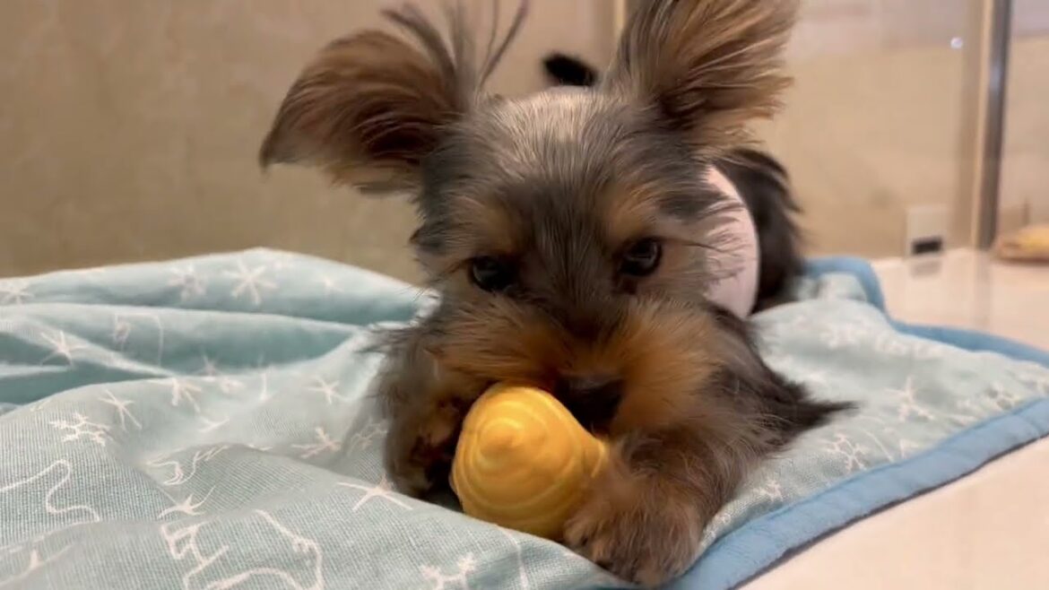 楽しく遊ぶヨークシャーテリアの女の子♡