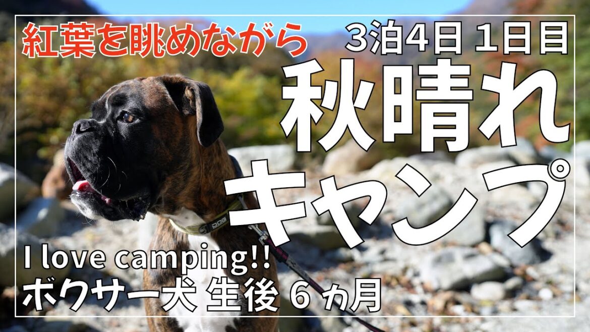 ボクサー犬 子犬と3泊4日キャンプ バウアーハウスジャパンで紅葉を楽しむ1日目