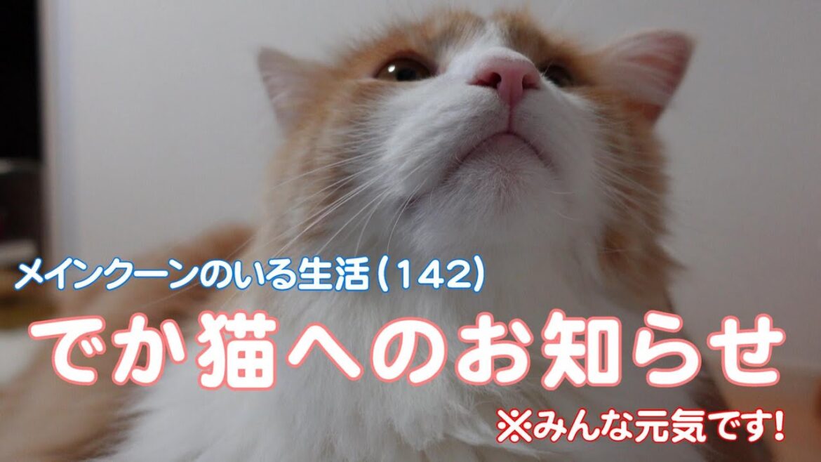 【メインクーンのいる生活142】かるろ君へ　悲しいお知らせ…