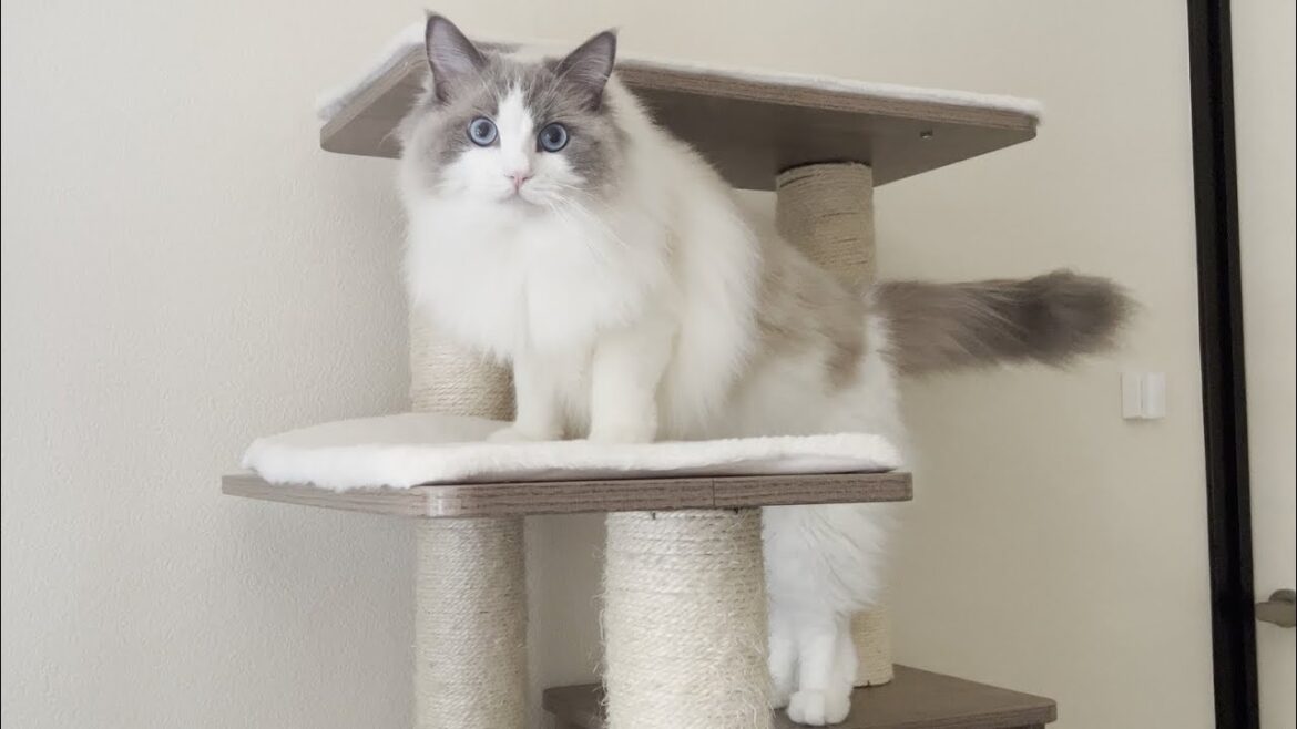 一緒に遊ばないと噛みついてくるラグドール猫を放置してたら大変なことになった…【かわいい】 一緒に遊ばないと噛みついてくるラグドール猫を放置してたら大変なことになった...【かわいい】