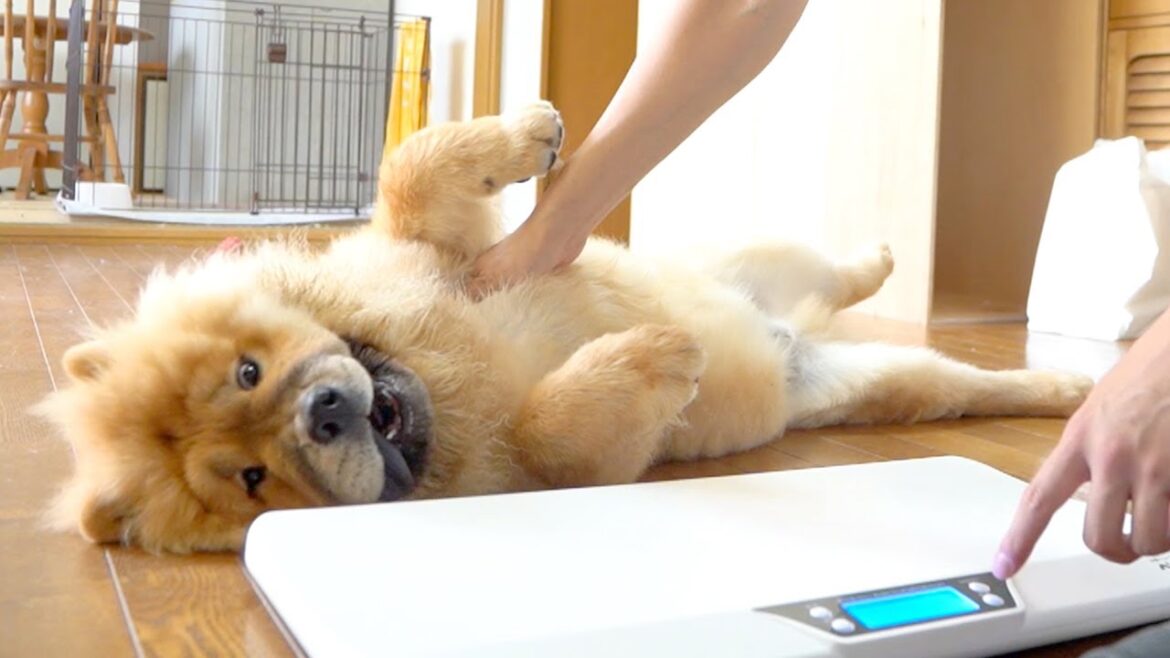 20キロを超えるももはや何の驚きもないチャウチャウ犬