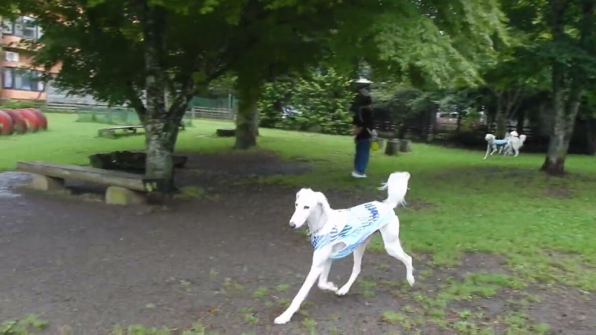 サルーキオフ会　其々の朝ラン♪（Saluki)