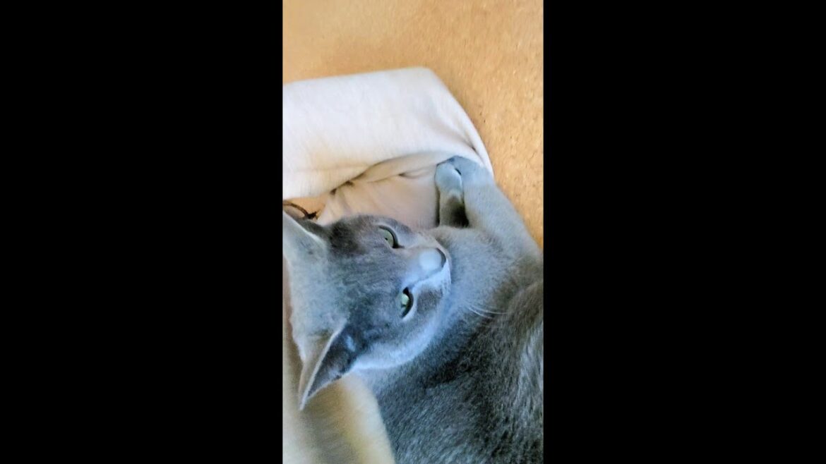 【猫動画】嫁を引き止めるロシアンブルー【russianblue】【shorts】Russian blue to hold back the bride
