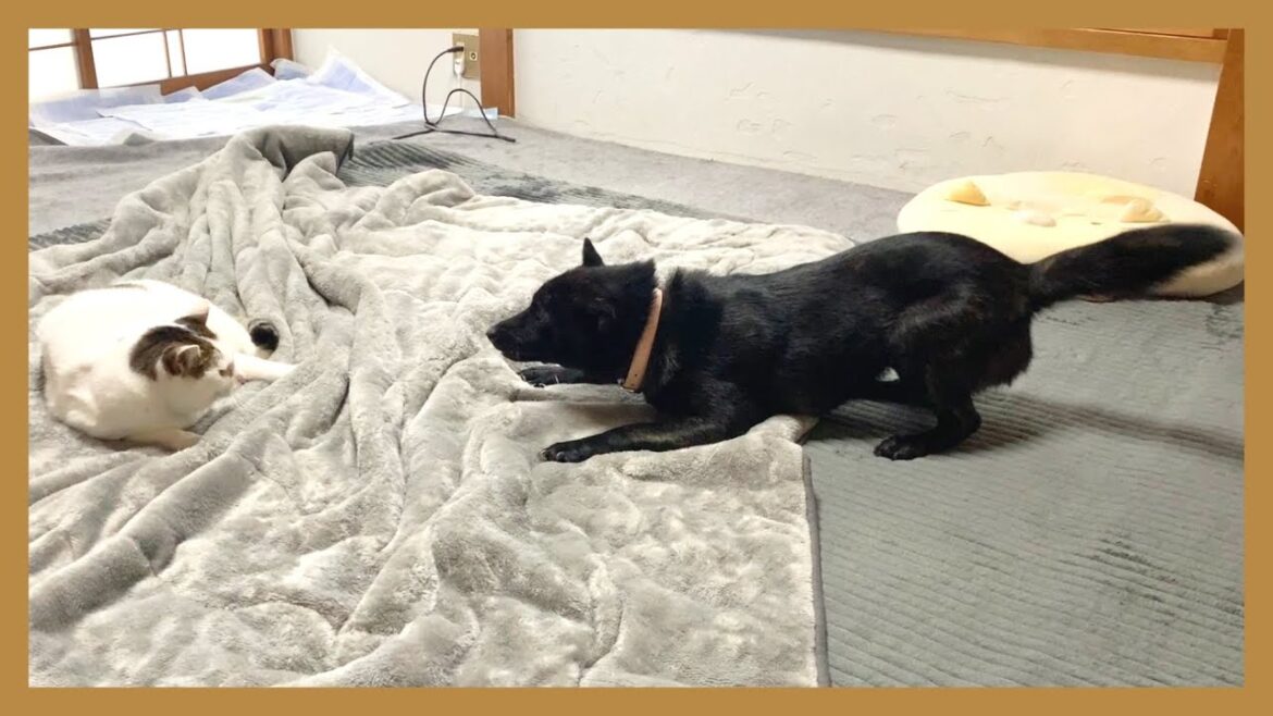 【甲斐犬】部屋をごちゃごちゃに荒らしながら猫に襲い掛かる甲斐犬がパワフルすぎる…！