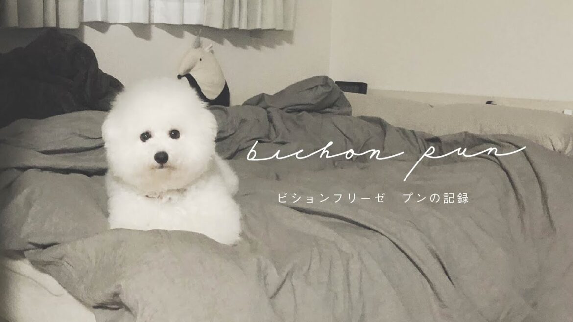 プロローグ｜ビションフリーゼ‐プンの記録