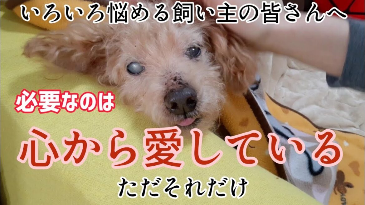 【介護と仕事】18歳トイプードル介護「もう悩みません!罪悪感なんて要らない」の巻 【介護と仕事】18歳トイプードル介護「もう悩みません!罪悪感なんて要らない」の巻