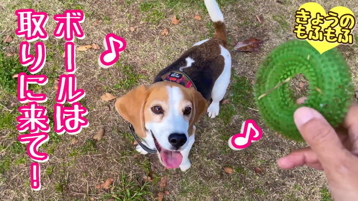 絶対！ボールをママに届けてくれない犬w【ビーグルさつきとポメ梵天】