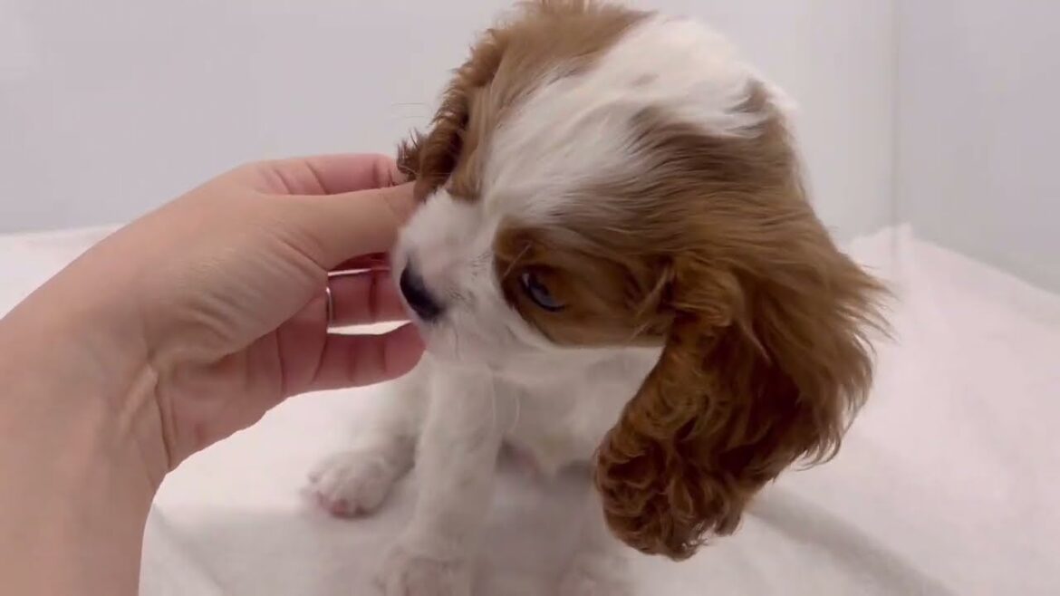 【キャバリア・キングチャールズ・スパニエル】おっとりむっちり癒し系ワンコ