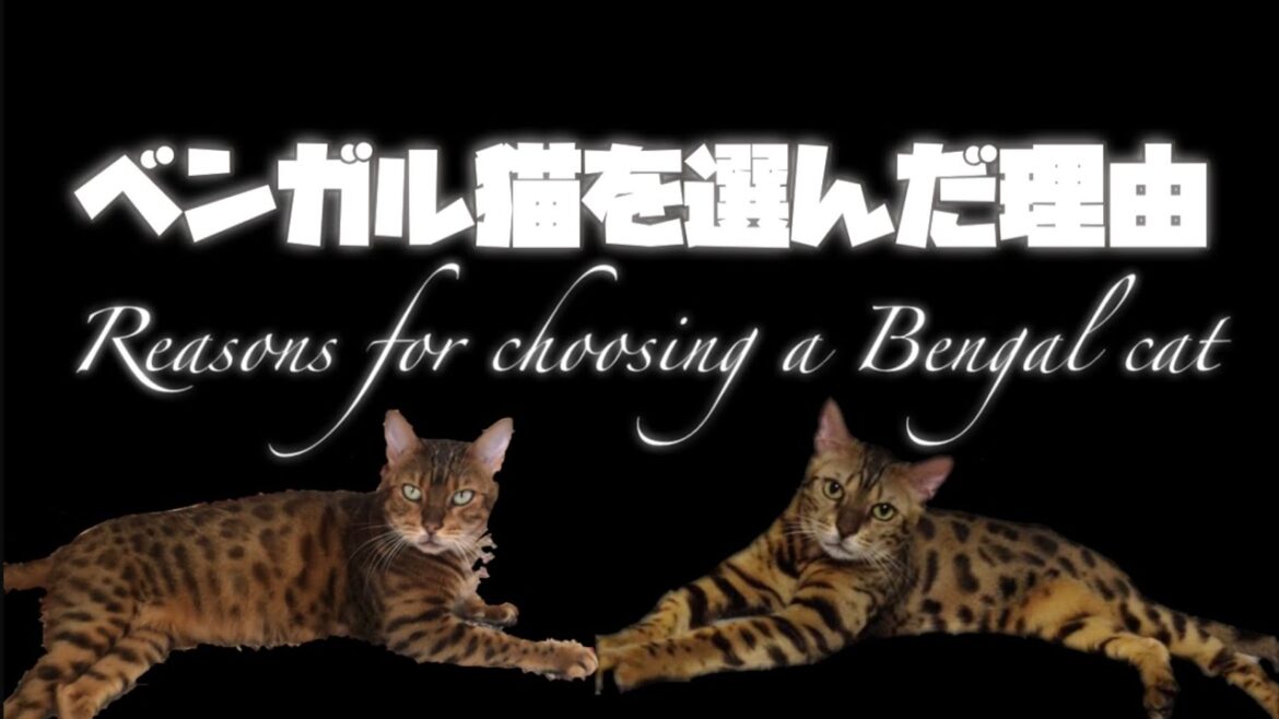 ベンガル猫の魅力〜ベンガルを選んだ理由〜The charm of Bengal cats-Why I chose Bengal- ベンガル猫の魅力〜ベンガルを選んだ理由〜The charm of Bengal cats-Why I chose Bengal-