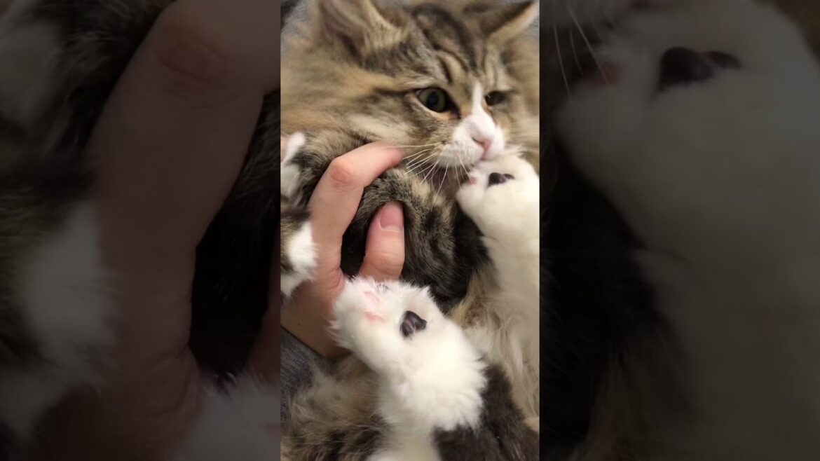 もふ猫とわちゃわちゃ過ごす夜【サイベリアン】Playing with a fluffy cat