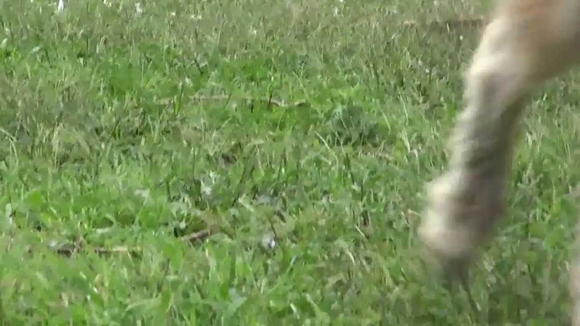 アイリッシュウルフハウンド成犬のお外遊び♪IrishWolfhound