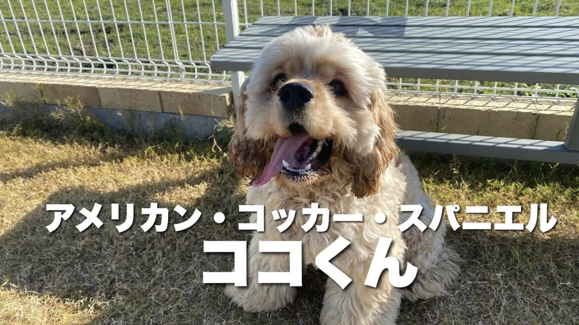 アメリカン・コッカー・スパニエル　ココくん【American cocker spaniel】