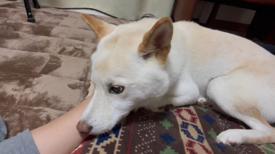 行かないで！と腕に顔を乗せて引き止める柴犬が健気でした【感動】