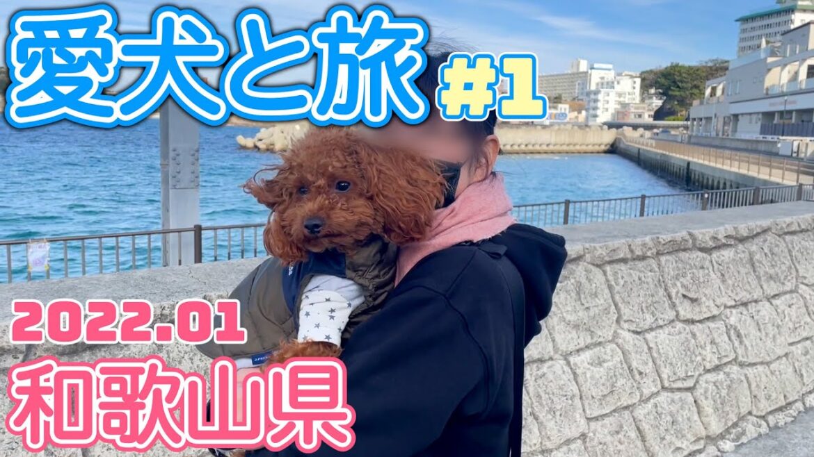 【トイプードルのテト】愛犬と旅行#1 和歌山の旅