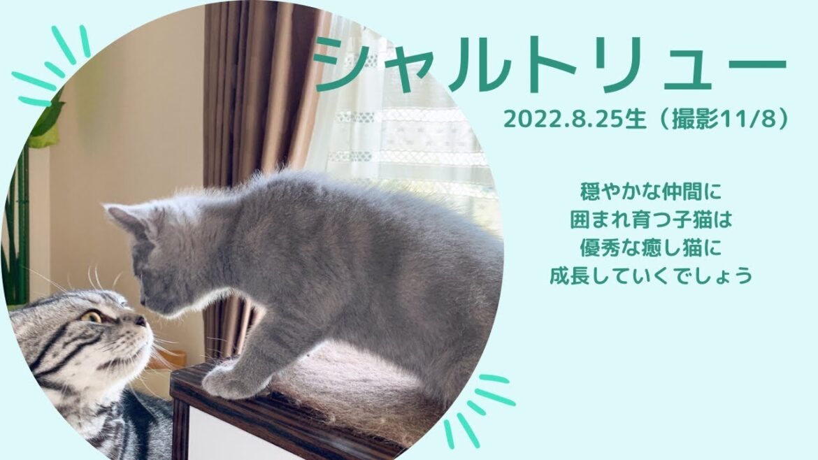 【シャルトリュー子猫】8月生まれ男の子の紹介です