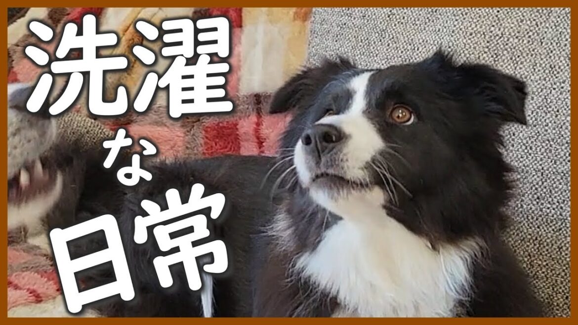 【多頭飼い】我が家の洗濯事情★ 【ボーダーコリー】 【多頭飼い】我が家の洗濯事情★ 【ボーダーコリー】