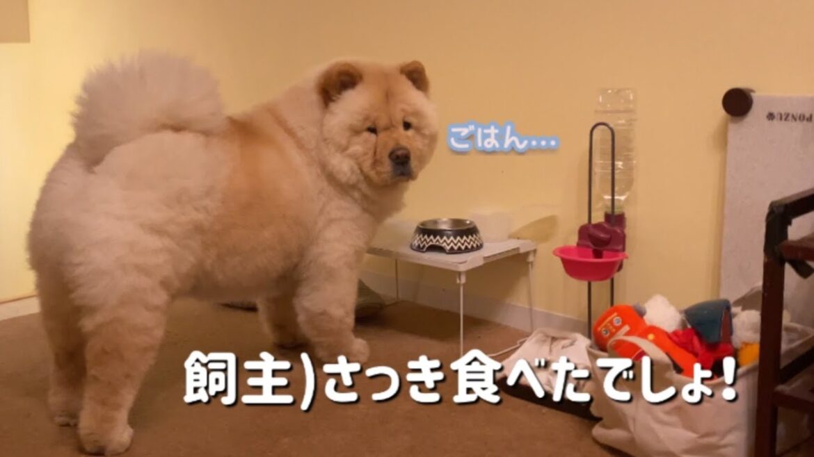 ぽ）ご飯まだですか？？