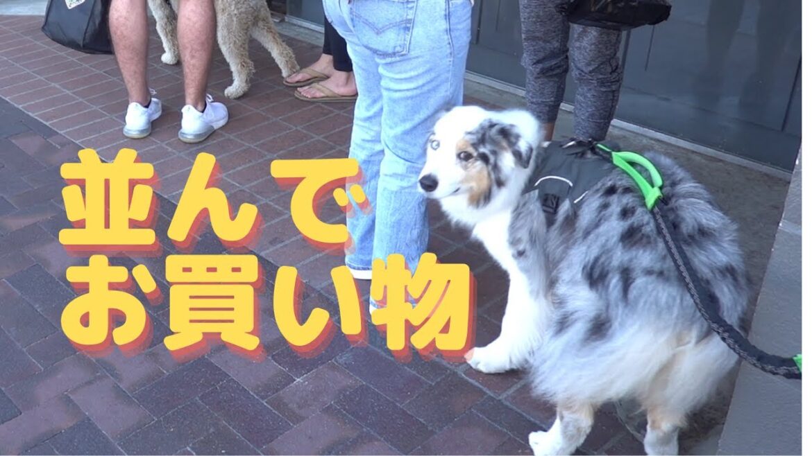 ケーキを買いに行く犬 Australian Shepherd】オーストラリアンシェパード ケーキを買いに行く犬 Australian Shepherd】オーストラリアンシェパード