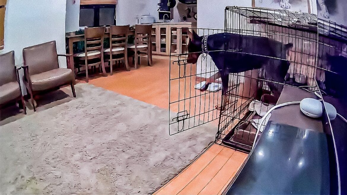 ドーベルマンが脱走！まさかの事態に家族みんな唖然