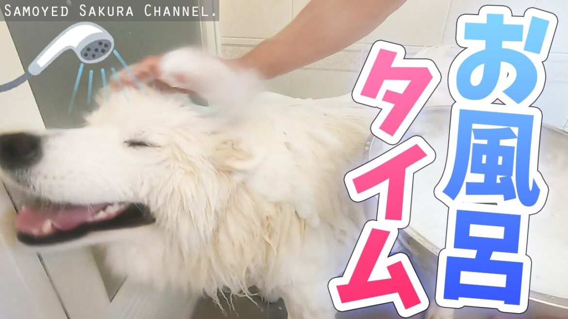 お風呂でモフモフが消えるサモエドさくら お風呂でモフモフが消えるサモエドさくら