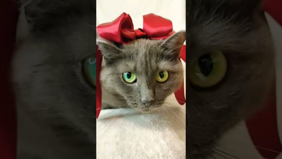 KORAT CAT/OUTFIT
