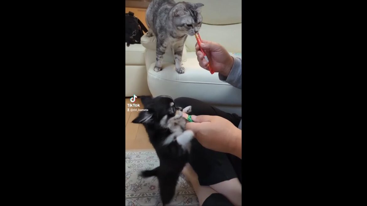 【ロングコートチワワ】初めてのワンチュール　猫と一緒に♪