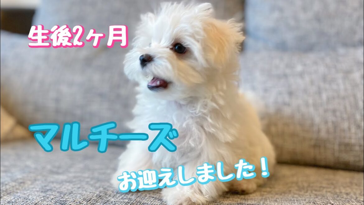 かわいすぎるポムくんの子犬時期を大公開！【マルチーズ】