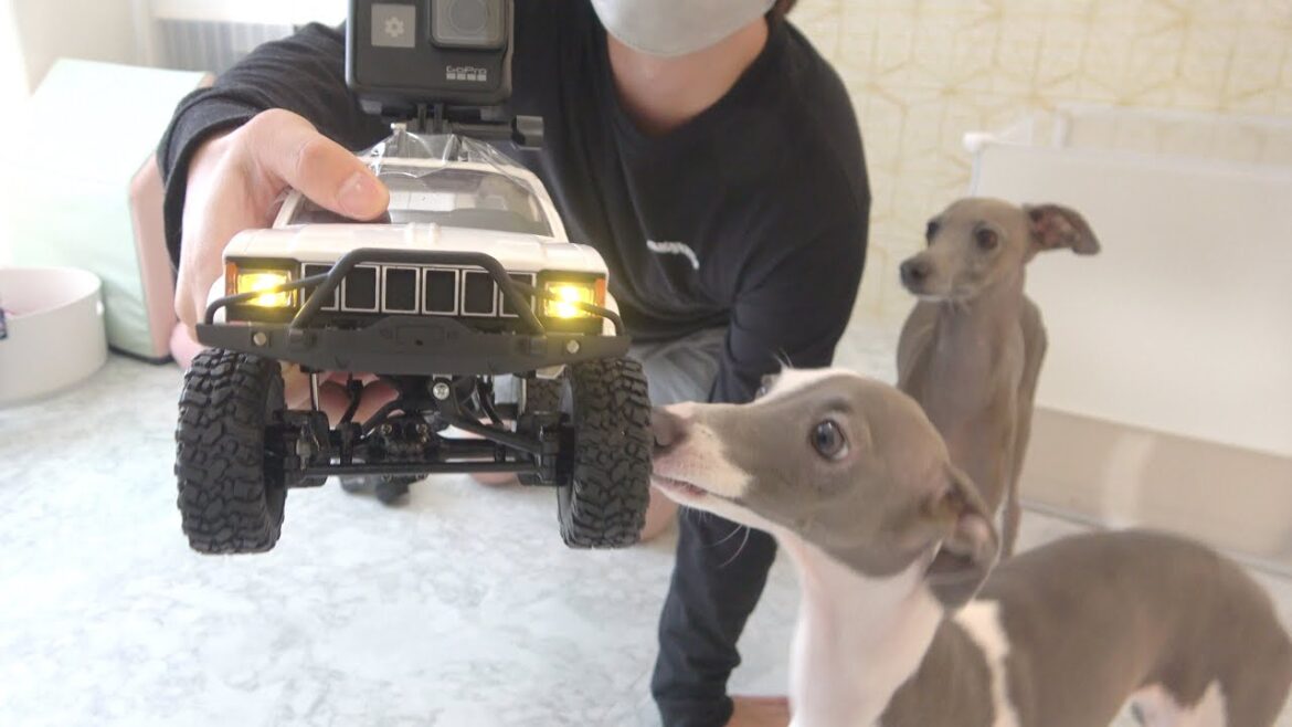 犬の前でラジコンを動かしたら一瞬で嫌われたwww【イタグレ】 犬の前でラジコンを動かしたら一瞬で嫌われたwww【イタグレ】
