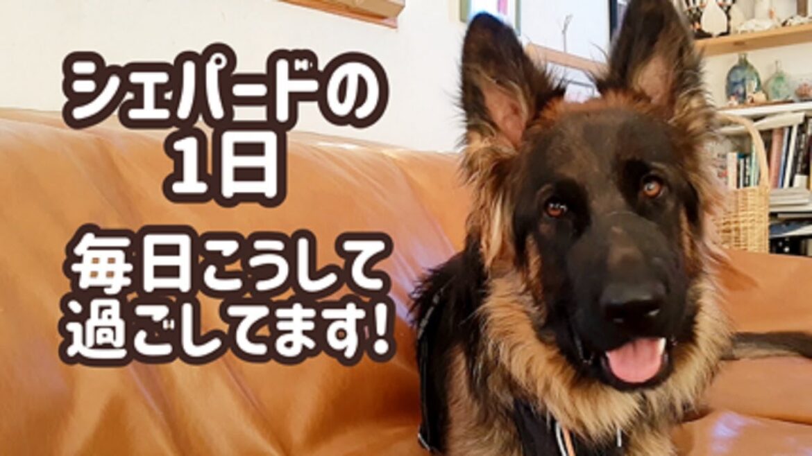 【ジャーマンシェパード】愛犬の朝から午後までのルーティン！