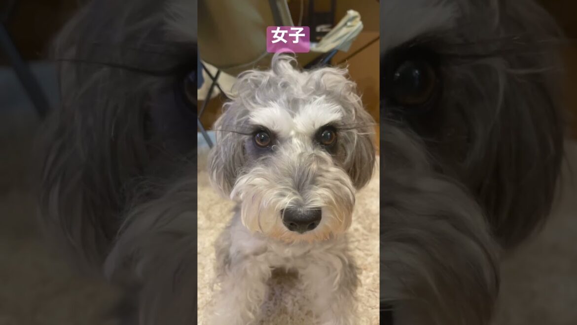 ひたすらかわいい犬に見つめられたいあなたへ【癒し動画】【ミニチュアシュナウザー】