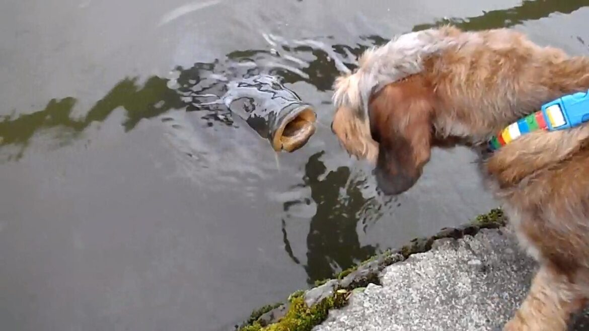 ワイヤーヘアー ダックスフンド　Wire-haired Dachshund fishing