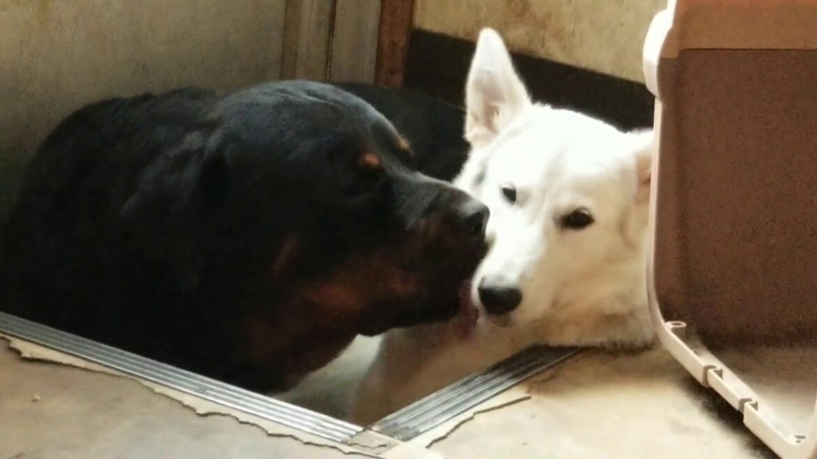 狼犬を愛ですぎて怒られるロットワイラー