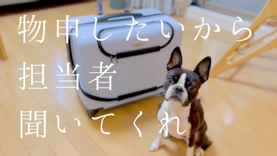 【物申す系】オソトキャリーローラーについて言いたいことがあります/ボストンテリア/犬を飼う車無し共働き夫婦の必需品