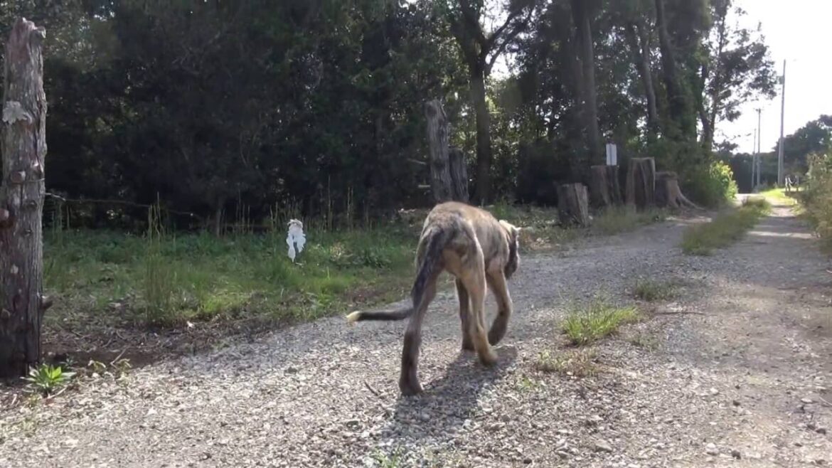 アイリッシュウルフハウンドの子犬